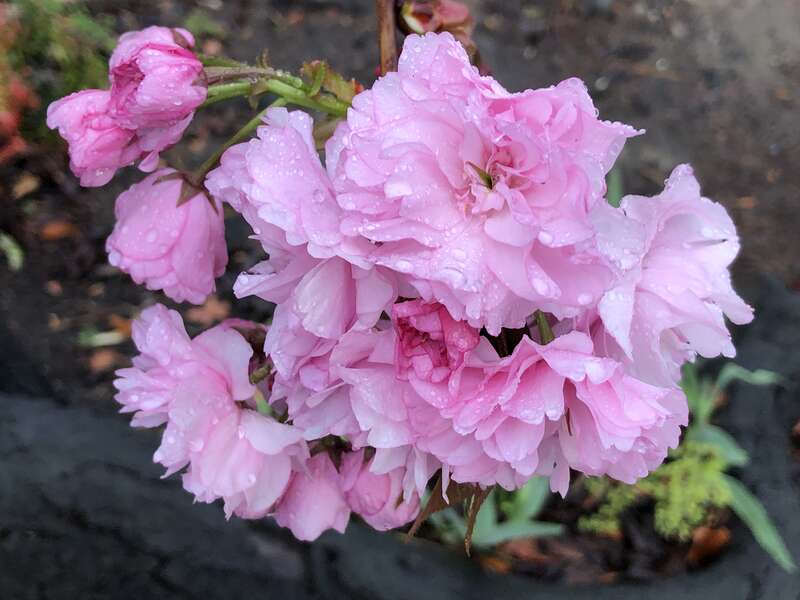 Kanzan Cherry flowers along South Pastoria Avenue in Sunnyvale, Santa Clara County, California