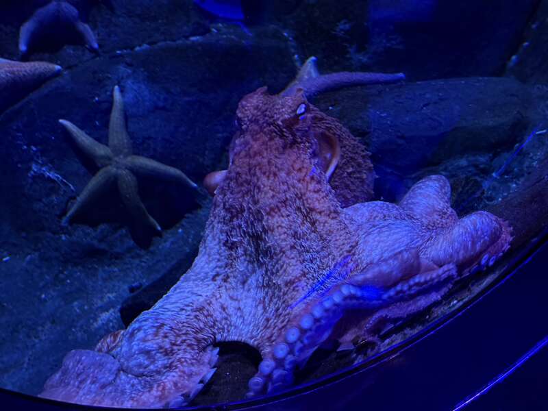 A Giant Pacific Octopus at the Adventure Aquarium in Camden, Camden County, New Jersey