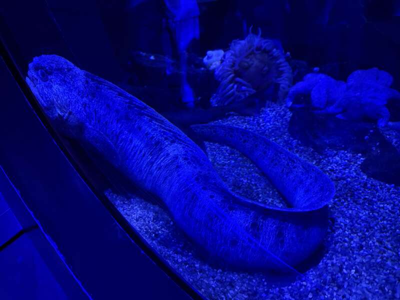 A Wolf Eel at the Adventure Aquarium in Camden, Camden County, New Jersey