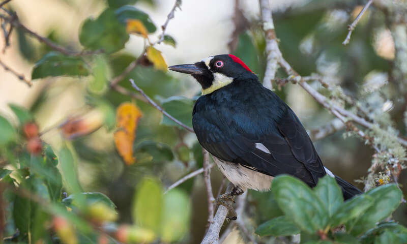 Ragle Ranch Regional Park, Sebastopol, Sonoma County, California

This is the first time I've ever seen an Acorn Woodpecker with pink eyes. I can't find any explanation for what would cause this but there are occasional photos of Acorns with this eye