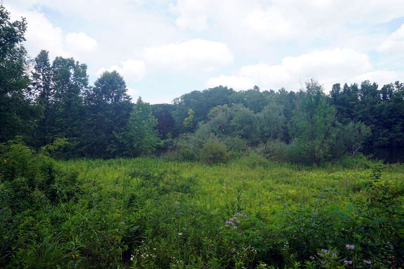 A view of a prairie from the Border-to-Border Trail in Ann Arbor, Michigan (United States).