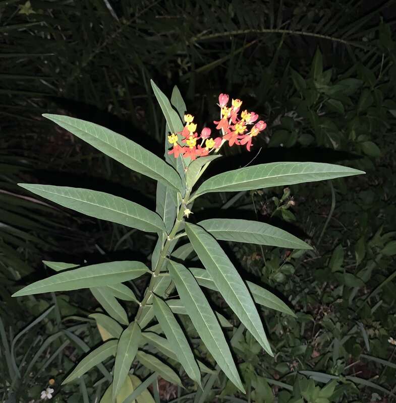 tropical milkweed (Asclepias curassavica)