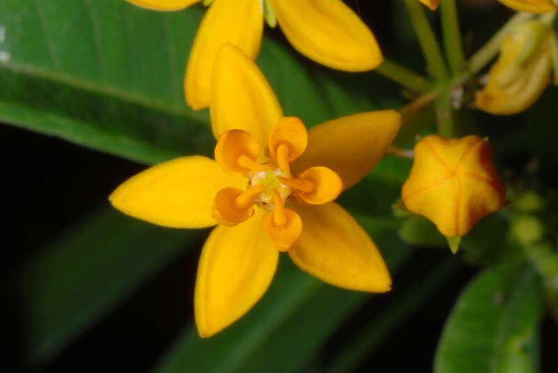 Asclepias curassavica
