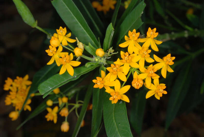 Asclepias curassavica