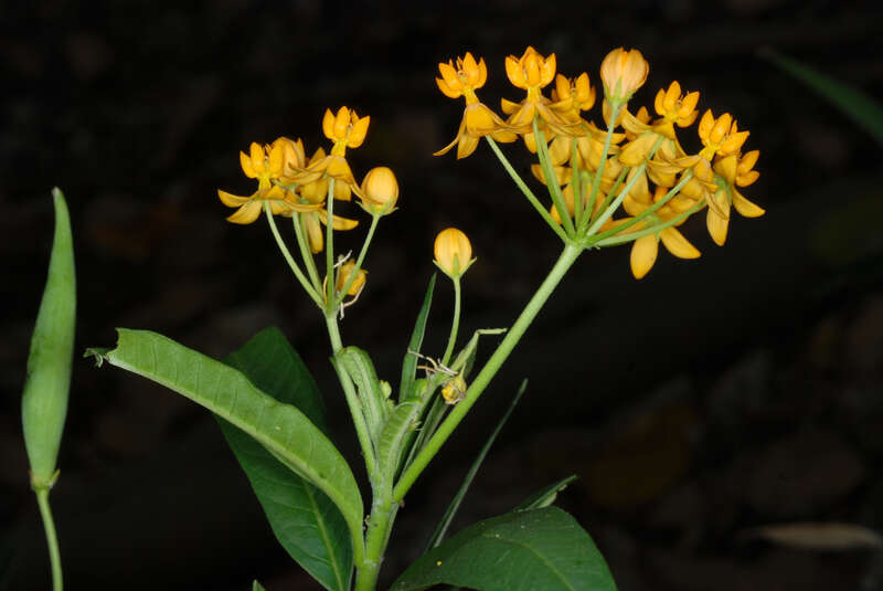 Asclepias curassavica