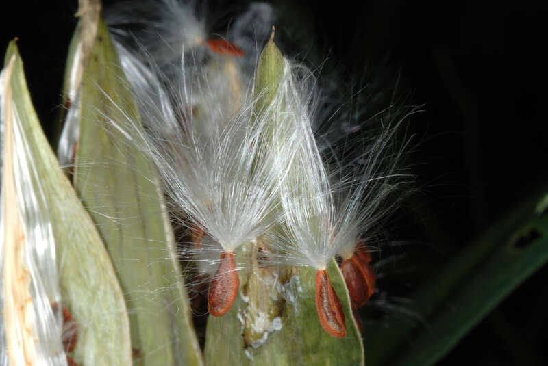 Asclepias curassavica