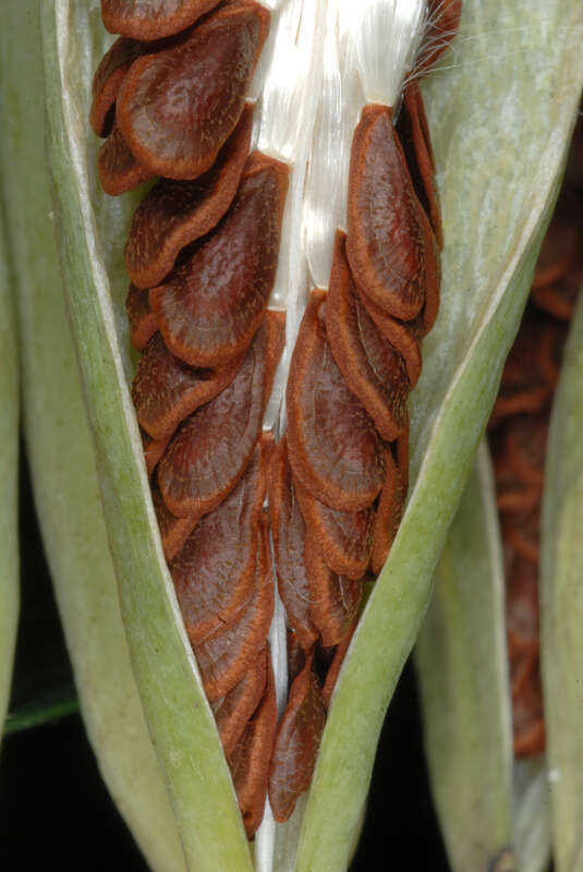 Asclepias curassavica