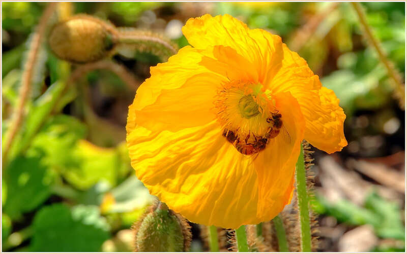 500px provided description: Just opened poppy glowing in the morning sun. Bees are on it in a hurry, not too many other flowers open at this time. Cold and windy these last couple weeks. [#yellow ,#flowers ,#color ,#flower ,#closeup ,#insect ,#bee