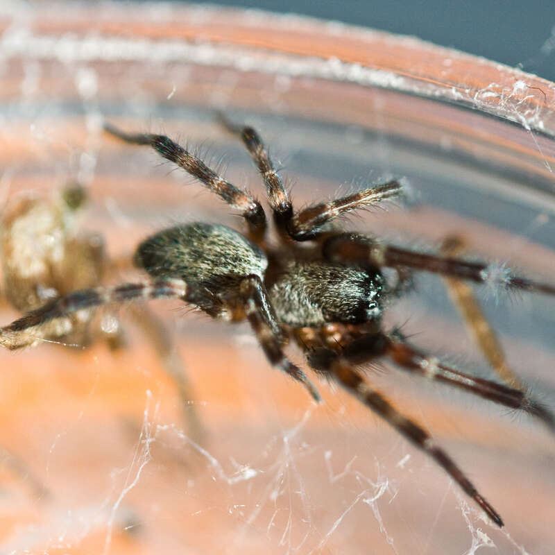 Badumna longinqua, Berkeley, California, United States, 2008-03-25 (iNaturalist).