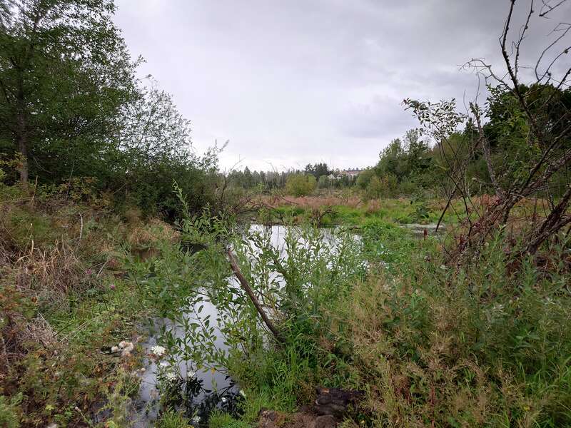 Wetlands in Beaverton Creek Wetlands Natural Area in Beaverton, Oregon