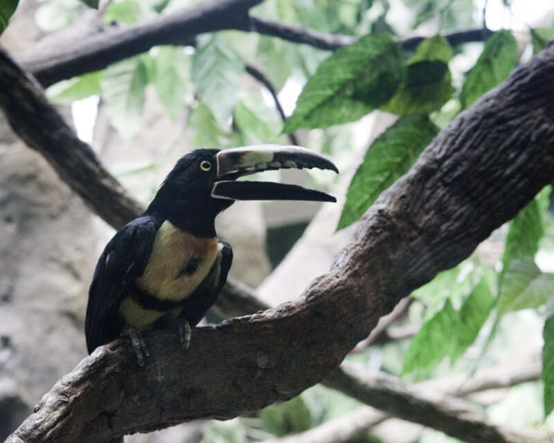 Bird in the aquarium building at the Houston Zoo