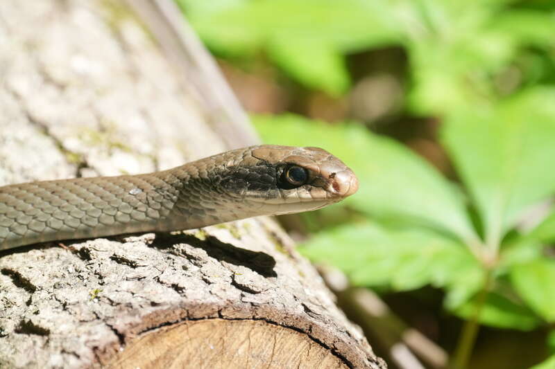 Photo of Black-masked Racer uploaded from iNaturalist.