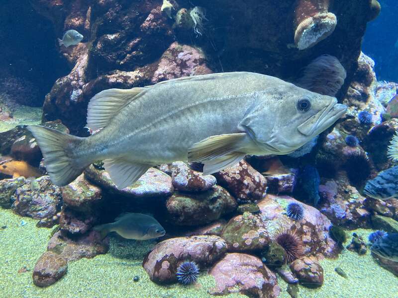 A large bocaccio rockfish (Sebastes paucispinis), with a striped surfperch (embiotica lateralis) photographed at the Stienhart Aquarium in San Francisco