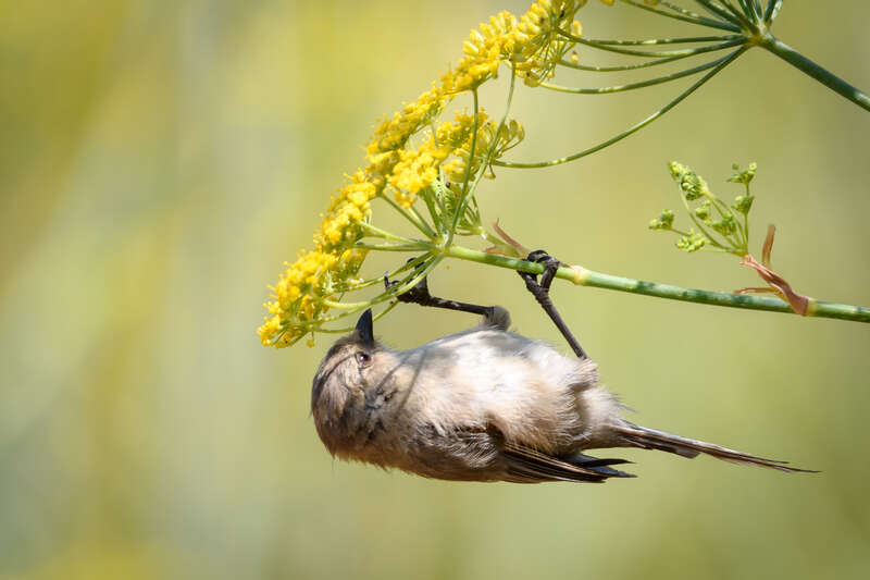 Meeker Slough, Richmond, California