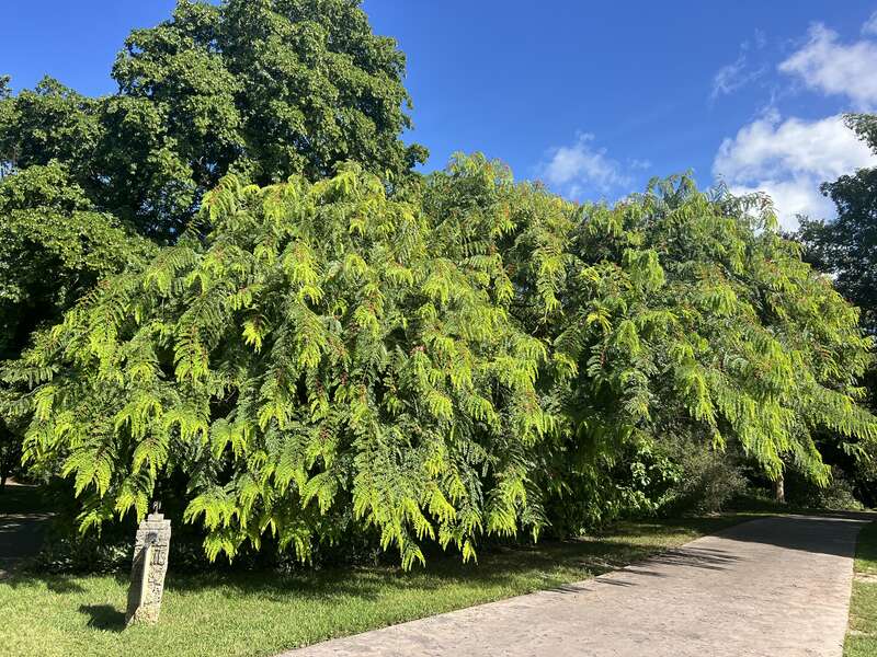 C. roxburghii at Fairchild Tropical Botanical Garden , Coral Gables, Florida,USA
