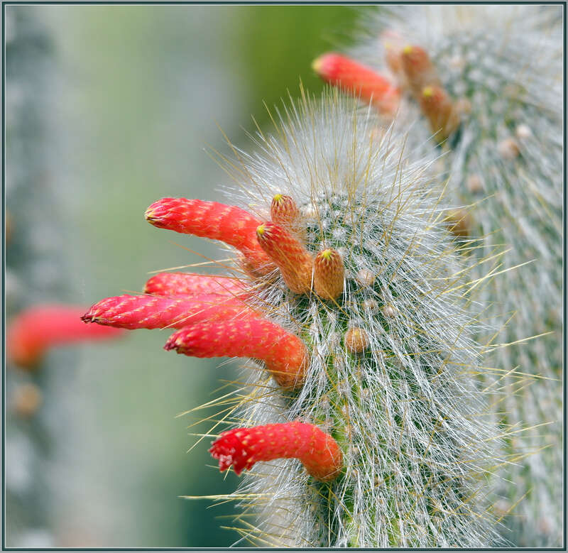 500px provided description: Take the little survey that pops up in the corner and choose &quot;other&quot; and write in Flowers. We need a Flowers category. [#flowers ,#flower ,#bokeh ,#close-up ,#california ,#cactus ,#buds ,#creamy bokeh ,#sigma 105 ,#D850]