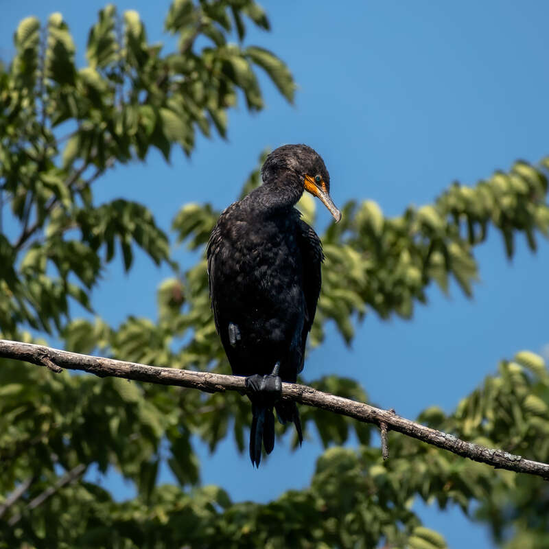 Double-crested cormorant (Nannopterum auritum) at Quarry Lake, Naperville, Illinois, US