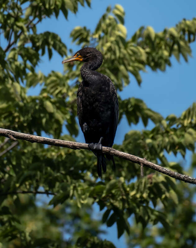 Double-crested cormorant (Nannopterum auritum) at Quarry Lake, Naperville, Illinois, US