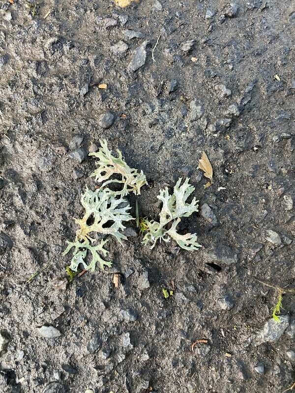 Oakmoss (Evernia prunastri)