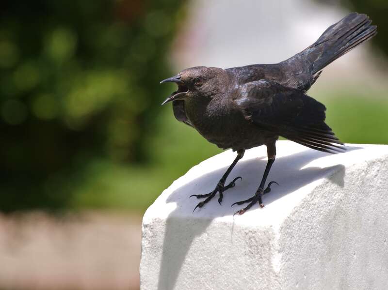 A female Brewer's Blackbird protects her fledglings and nestlings.