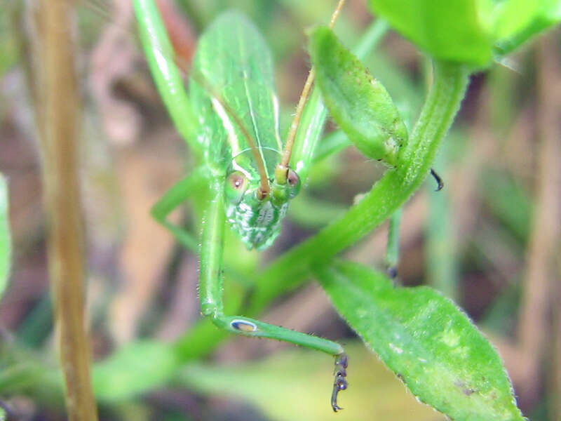 Fork-tailed Bush Katydid, Scudderia furcata