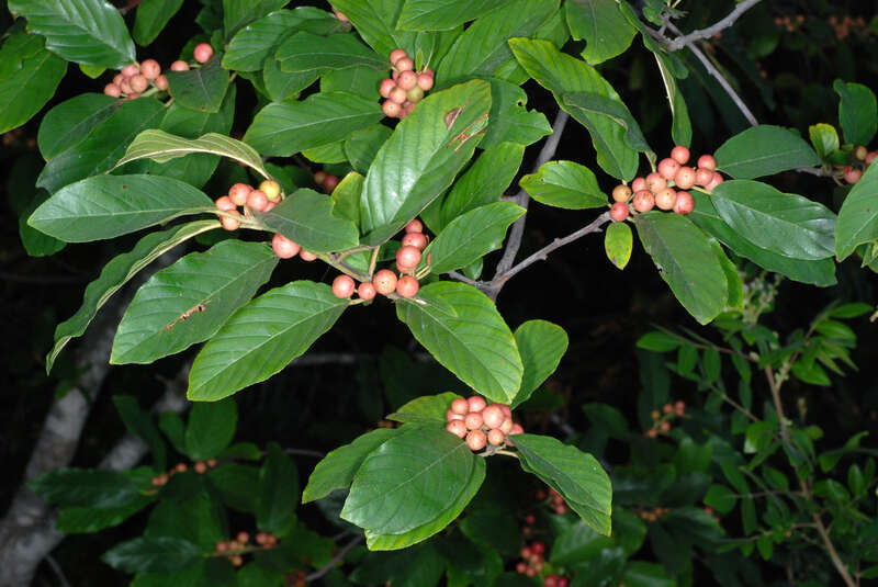 Frangula caroliniana