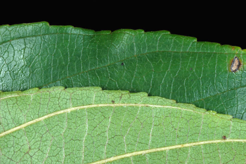 Frangula caroliniana