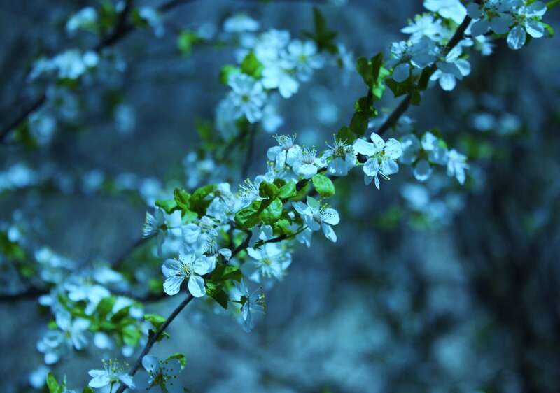 My photos that have a creative commons license and are free for everyone to download, edit, alter and use as long as you give me,  &quot;D Sharon Pruitt&quot; credit as the original owner of the photo. Have fun and enjoy!