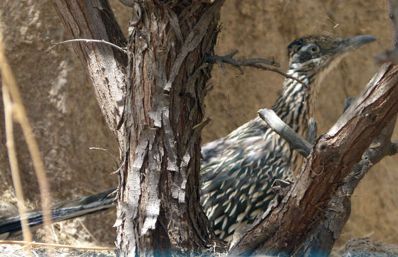 Greater Roadrunner. Geococcyx californianus (1)
