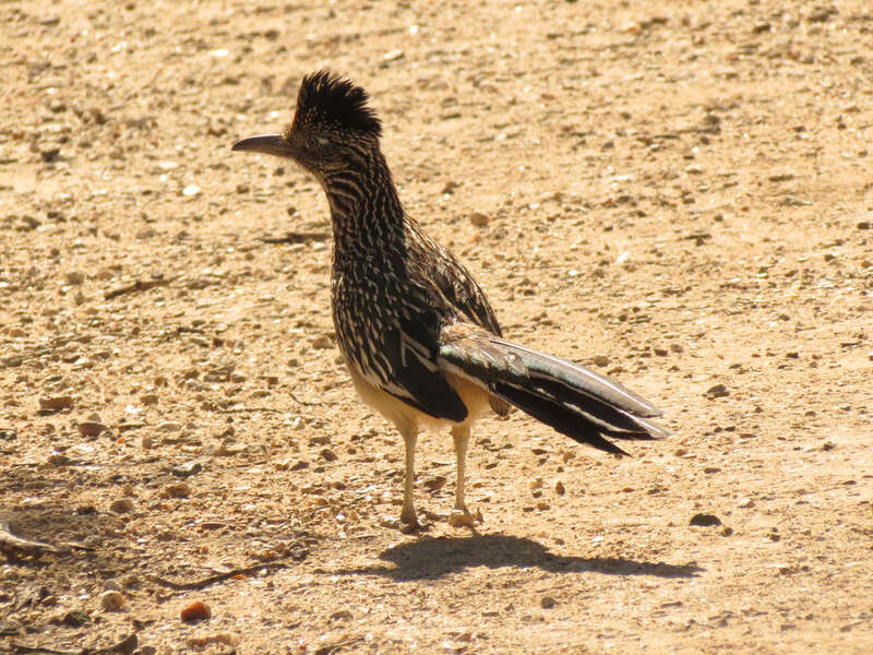 Geococcyx californianus.  Sabino Canyon, Santa Catalina Mountains, Tucson, Arizona, USA.