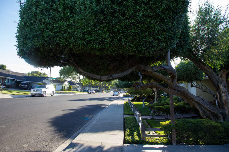 Harrison St/Rosalie Dr