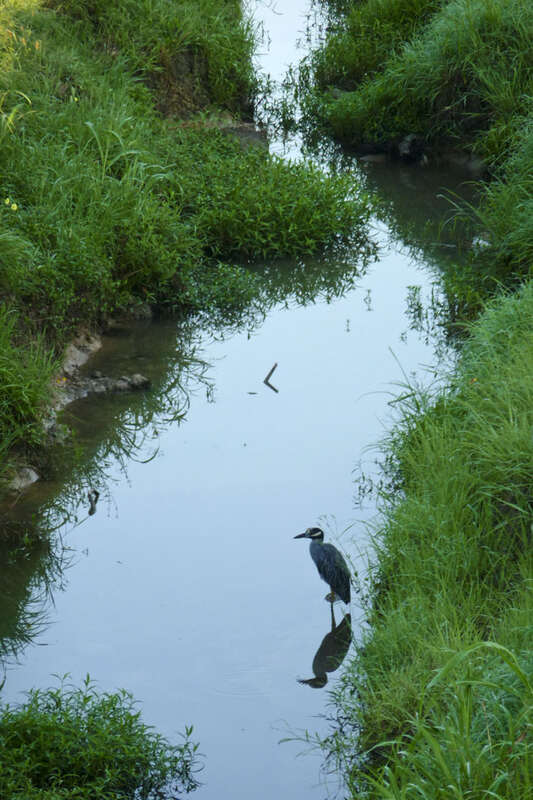 Yellow-crowned night heron fishing in the drainage ditch
