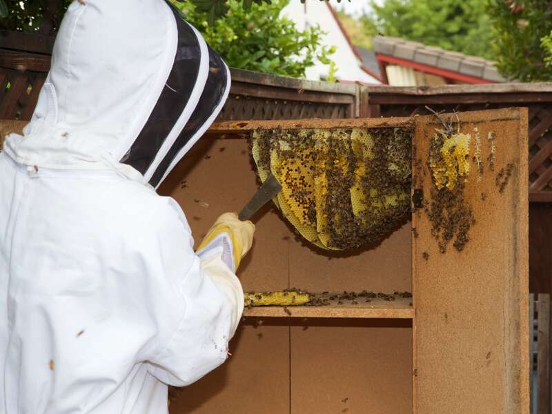 A professional beekeeper carefully removes a honey bee hive from an empty wooden cabinet. He's pointing to a section of comb that has the most recently-laid eggs. A sign that the queen is active. The homeowner hadn't needed this cabinet in a long