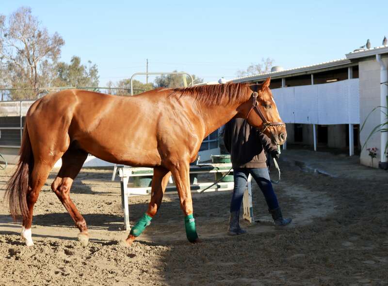 Backside of Los Alamitos racetrack, walking a hot horse after a workout.