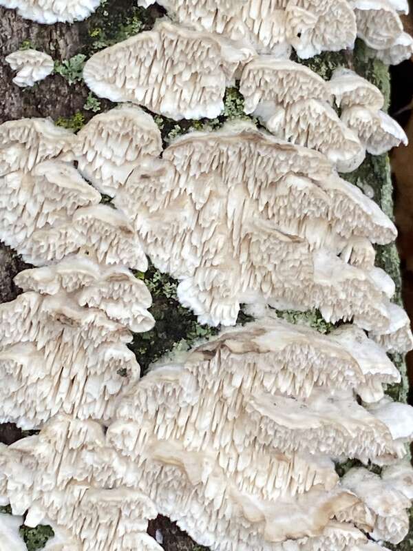 Milk-white Toothed Polypore (Irpex lacteus)
