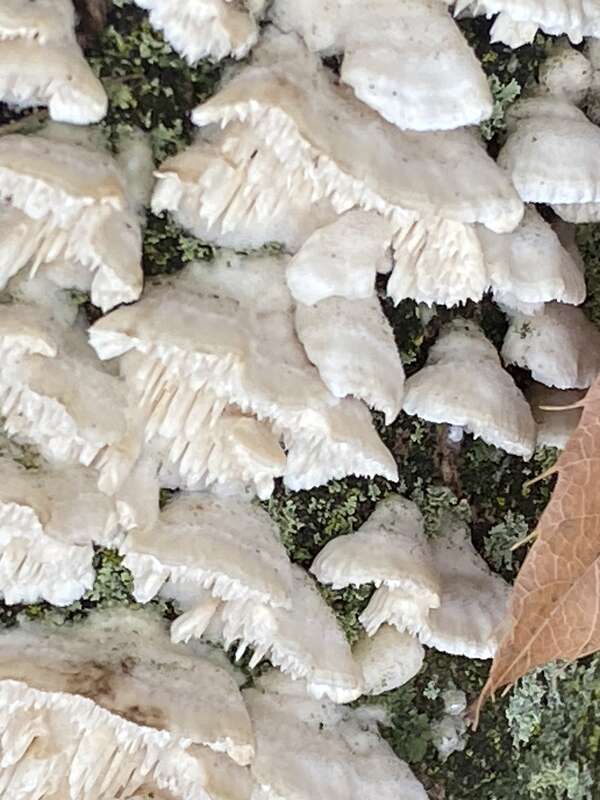 Milk-white Toothed Polypore (Irpex lacteus)