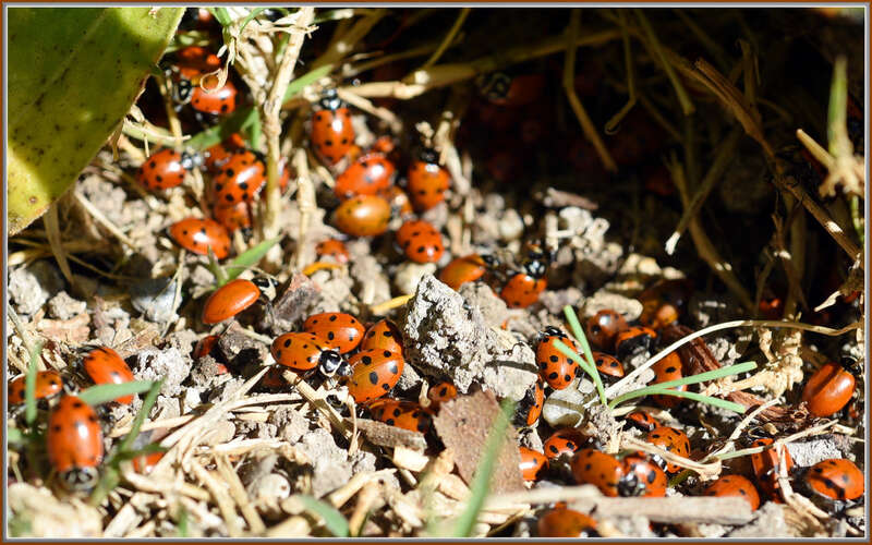 500px provided description: Lots of ladybugs hiding under an old log. Once the cold nights are over, they'll fly away and look for some aphids to eat. [#close-up ,#closeup ,#insect ,#insects ,#wildlife ,#ladybug ,#bugs ,#ladybugs]