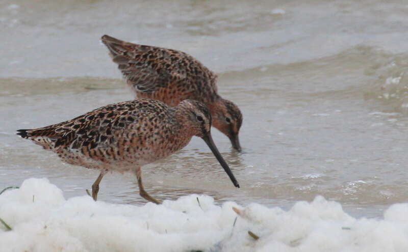 Short-billed Dowitchers