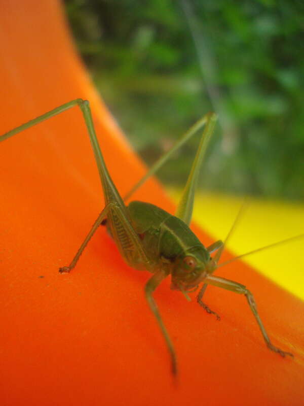 Little green Monster