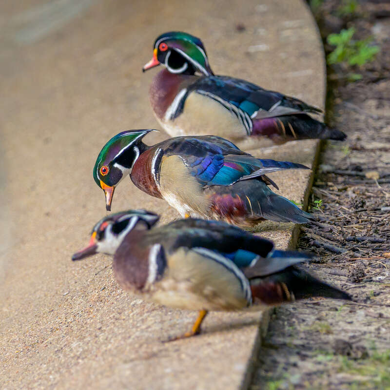 Male Wood ducks