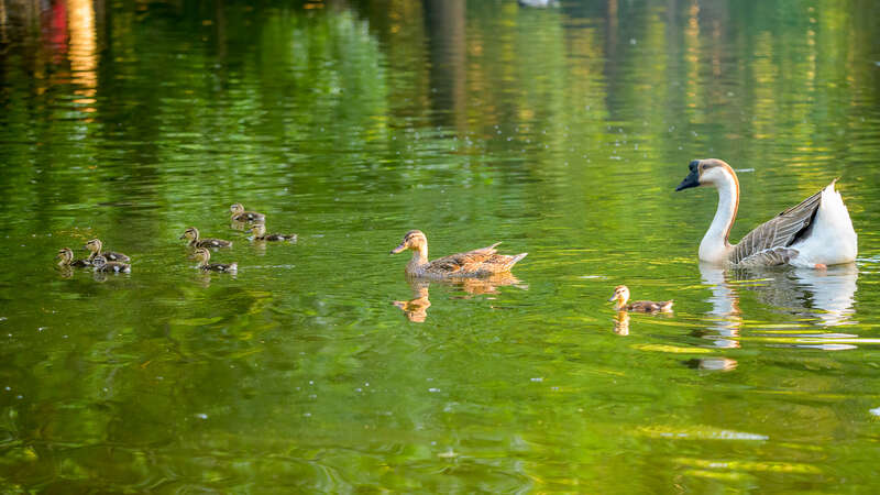 Mallard duck and goose