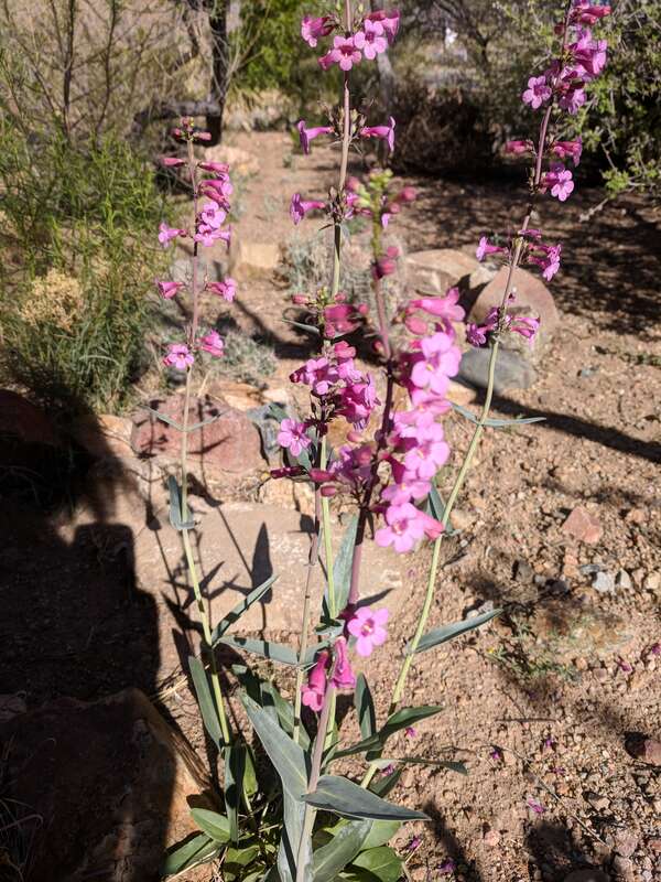 Penstemon at the El Paso Museum of Archaeology