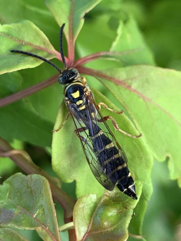 Myzinum dubiosum. Species of insect.