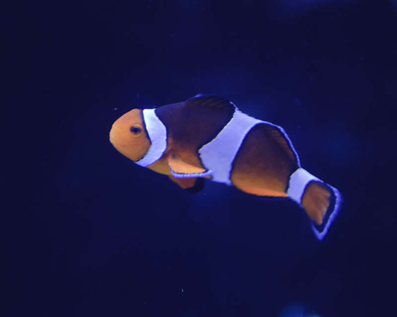 Clown Fish at Houston Zoo