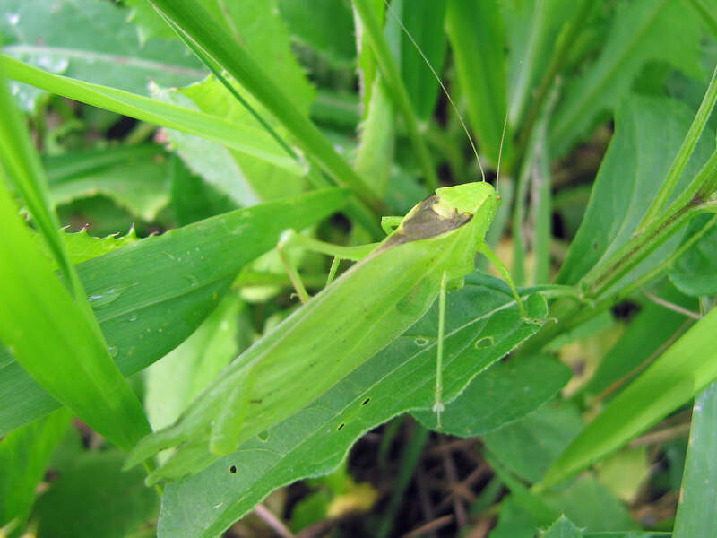 Oblong-winged Katydid, Amblycorypha oblongifolia
