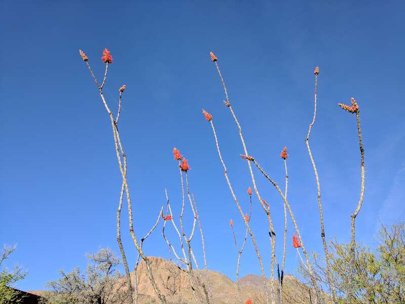 Ocotillo in Franklin Mountains 2017