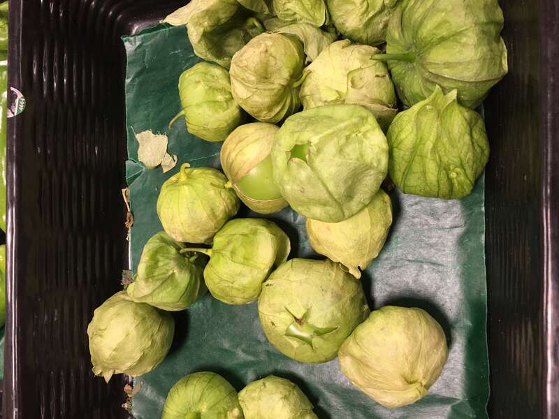 Physalis philadelphica