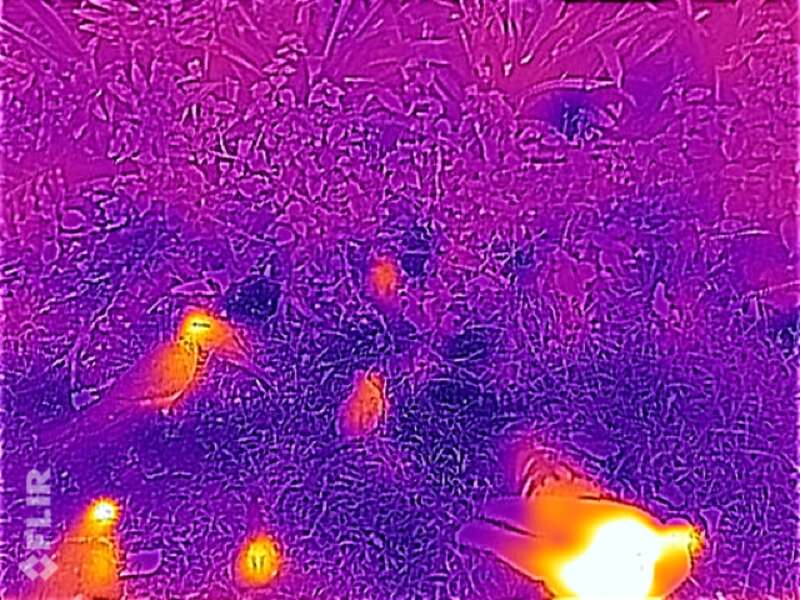 The pigeons quickly scattered after I took this picture.