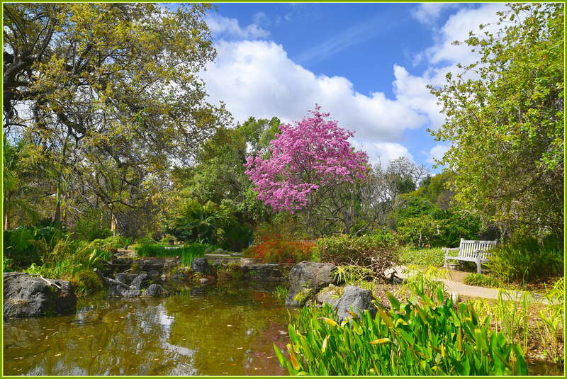 Nice spot for a walk, lots of stuff blooming; LA Arboretum