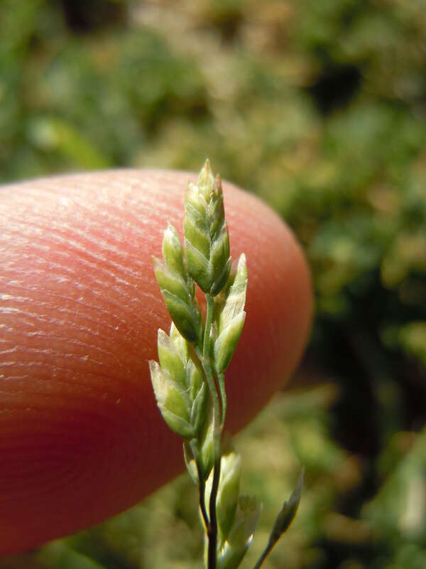 The annual habit, short inflorescence, and lemmas that are distinctly widest at mid-length distinguish this species.